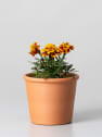 Tagetes patula (Clavel de moro)