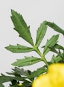 Tagetes patula (Clavel de moro)