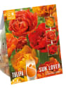 Bulbos de Tulipán 'Chameleon' Sun Lover