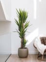 Yucca gigantea