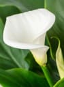 Zantedeschia aethiopica (Cala blanca)