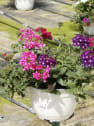 Verbena hybrida multicolor