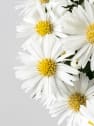 Aster novi-belgii