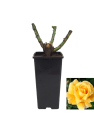 Rosal Michelangelo®