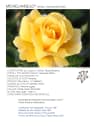 Rosal Michelangelo®