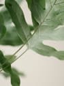 Helecho Phlebodium aureum 'Blue Star'