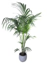 Kentia (howea forsteriana)