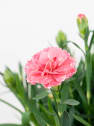 Dianthus caryophyllus 'Mini' - Clavel