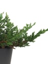 Juniperus horizontalis blue chip