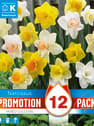 Bulbos de Narcissus Mix Promotion colours