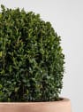 Boj bola (Buxus microphylla 'Faulkner')