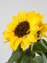 Girasol (Helianthus annuus)