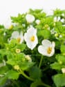 Bacopa (Sutera cordata)