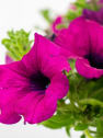 Petunia 'Surfinia'