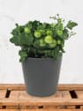 Tomate - Planta de huerto
