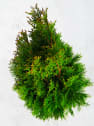 Tuya esmeralda (thuja occidentalis "emeraudel")