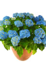 Hortensia de exterior