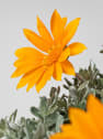 Gazania rigens