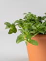 Poleo (mentha pulegium) - Planta aromática