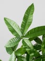 Pachira aquatica