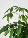 Pachira aquatica