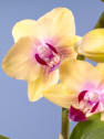 Orquídea Phalaenopsis Mini (varios colores)