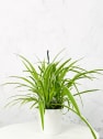 Chlorophytum clorofito (especies variadas)