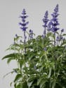 Salvia farinacea