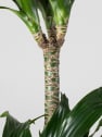Dracaena fragrans 'Compacta'