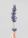 Lavandula angustifolia - Planta aromática