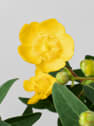 Hypericum × hidcoteense 'Hidcote'