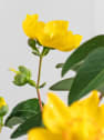 Hypericum × hidcoteense 'Hidcote'