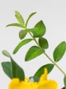 Hypericum × hidcoteense 'Hidcote'