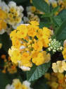 Lantana camara