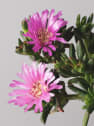 Lampranthus