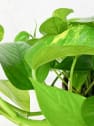 Potho - colgante (Epipremnum aureum)