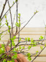 Spiraea nipponica 'Snowmound'