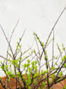 Spiraea nipponica 'Snowmound'