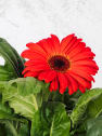 Gerbera en varios colores