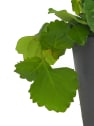 Plectranthus verticillatus - Planta del Dinero