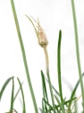 Armeria maritima (Clavelina del mar)