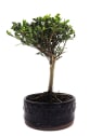 Bonsai Encina (Quercus Ilex)