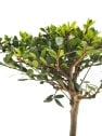 Bonsai Encina (Quercus Ilex)