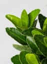 Evónimo compacto verde - Euonymus japonicus 'Compactus'