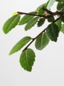 Bonsai Zelkova (Olmo chino parvifolia)