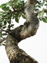 Bonsai Zelkova (Olmo chino parvifolia)