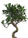 Bonsai Higuera de la India (Ficus retusa)