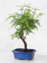 Bonsai Metasequoia