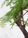 Bonsai Metasequoia