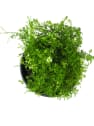 Planta vivaz variada
